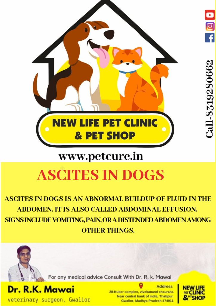 how is ascites treated in dogs